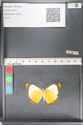 Media type: image;   Entomology 130027
